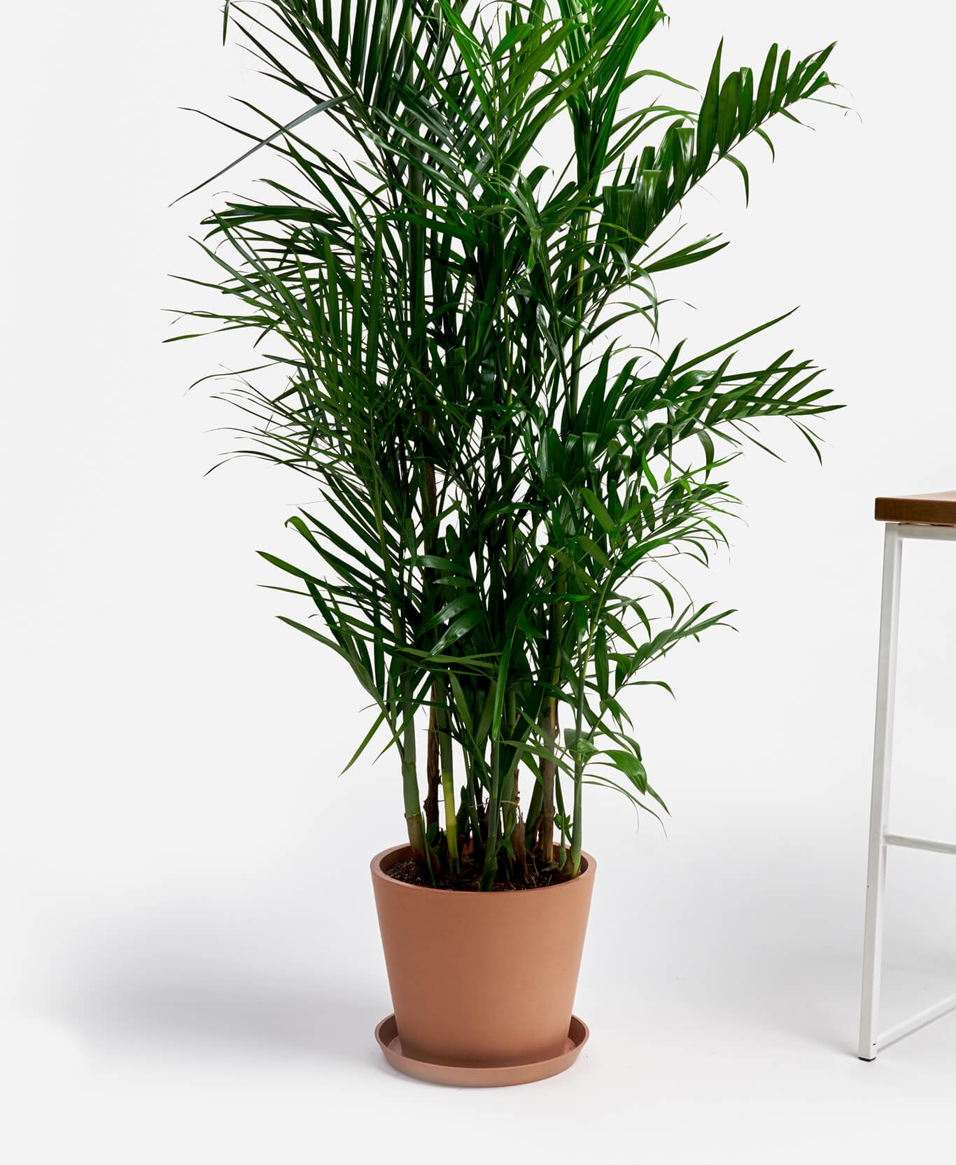 Bamboo Palm - Image 1