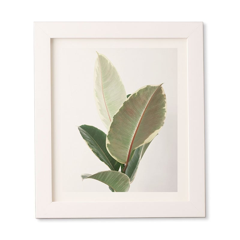 Ficus Tineke by Cassia Beck - Framed Wall Art Basic White 11" x 13" - Image 0