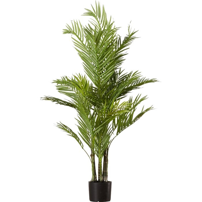 Areca Palm Tree in Pot - Image 0
