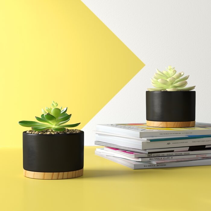 2 Piece Agave Succulent Plant in Pot Set (Set of 2) - Image 1