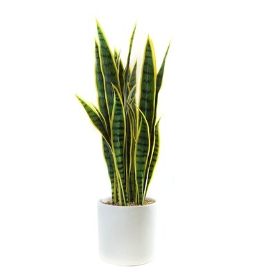 Faux Snake Plant in Planter - Image 0