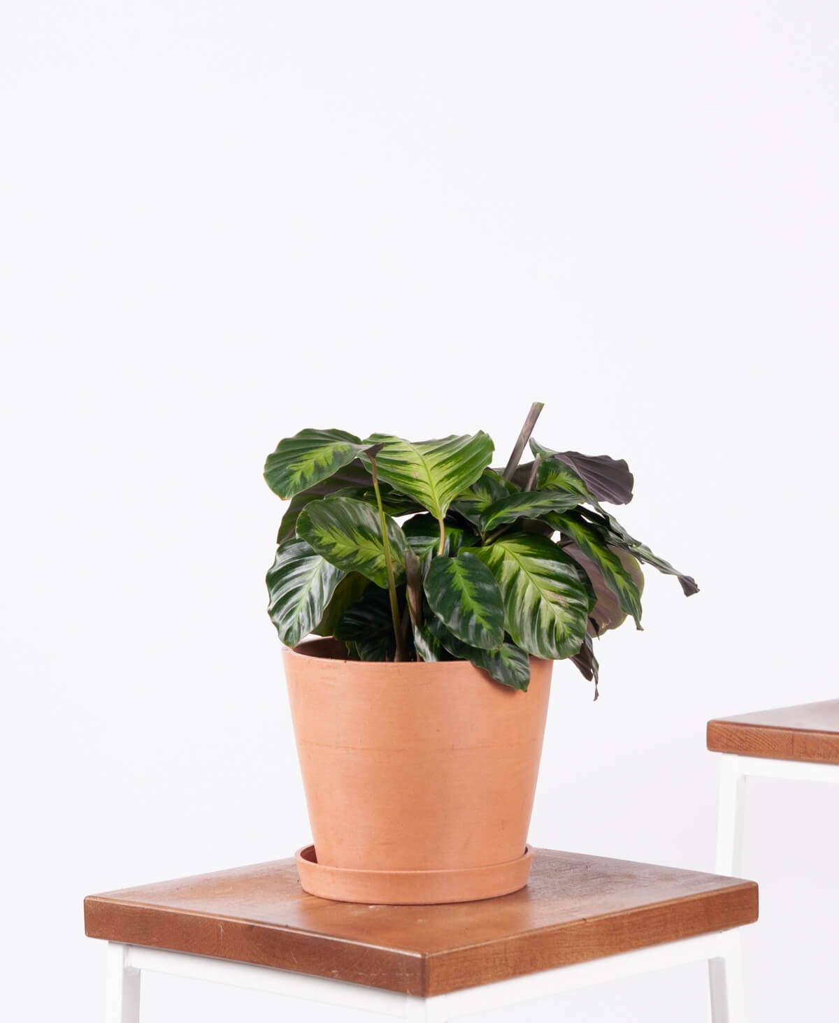 Calathea Misto - Clay - Image 0
