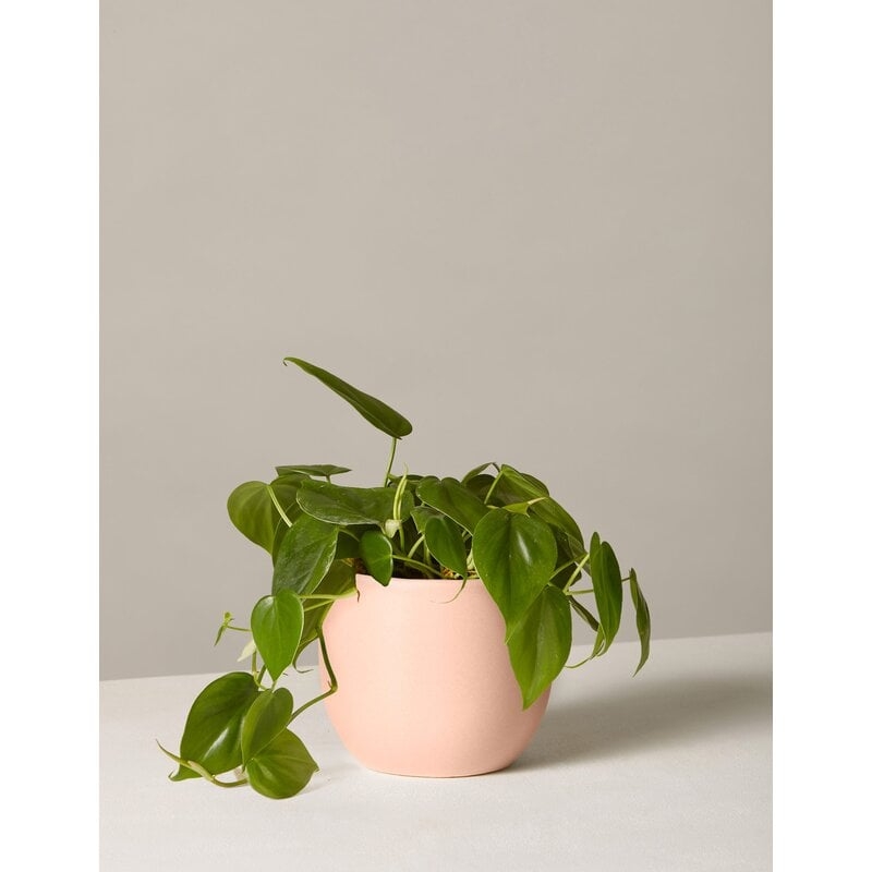 The Sill Live Philodendron Plant in Pot Size: 12" H x 5" W x 5" D, Base Color: Blush - Image 0
