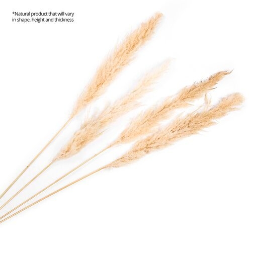 Real Dried Decor Plumes Pampas Grass Spray - Image 2