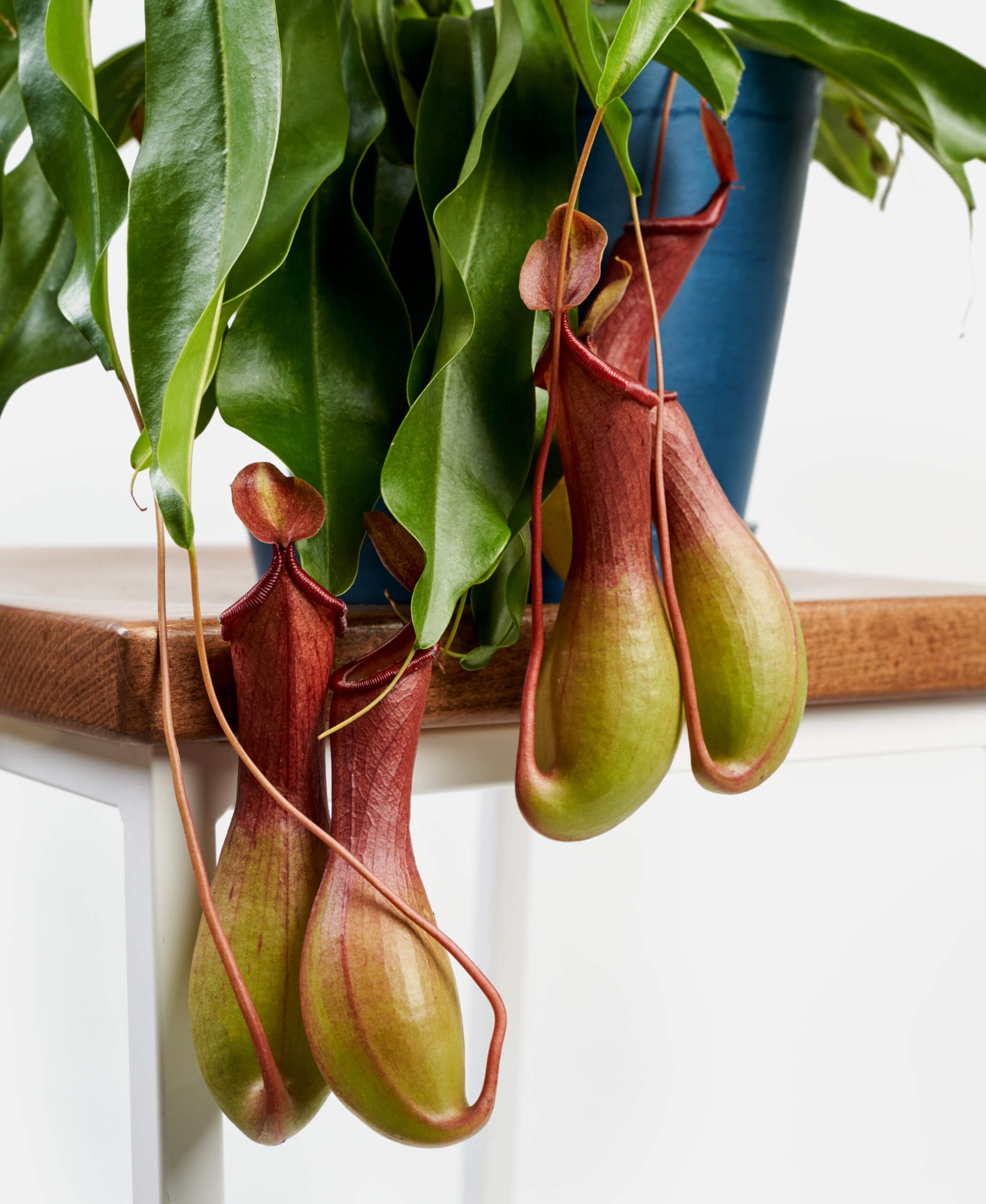 Nepenthes Pitcher Plant - Stone - Image 1