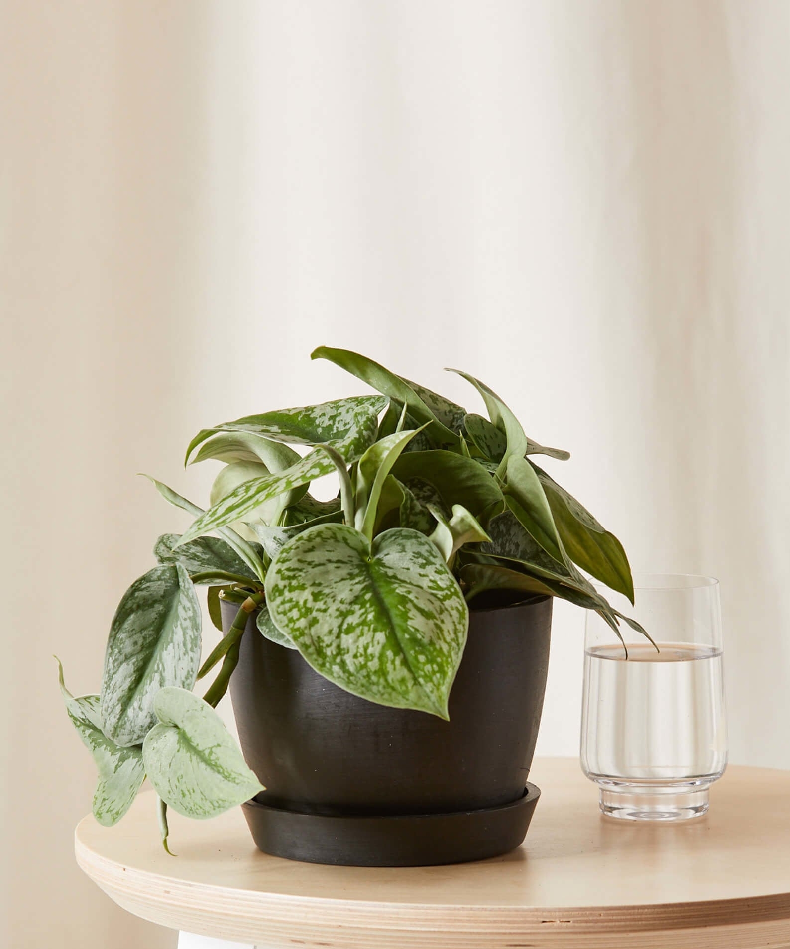 Silver Pothos -  Charcoal - Image 0
