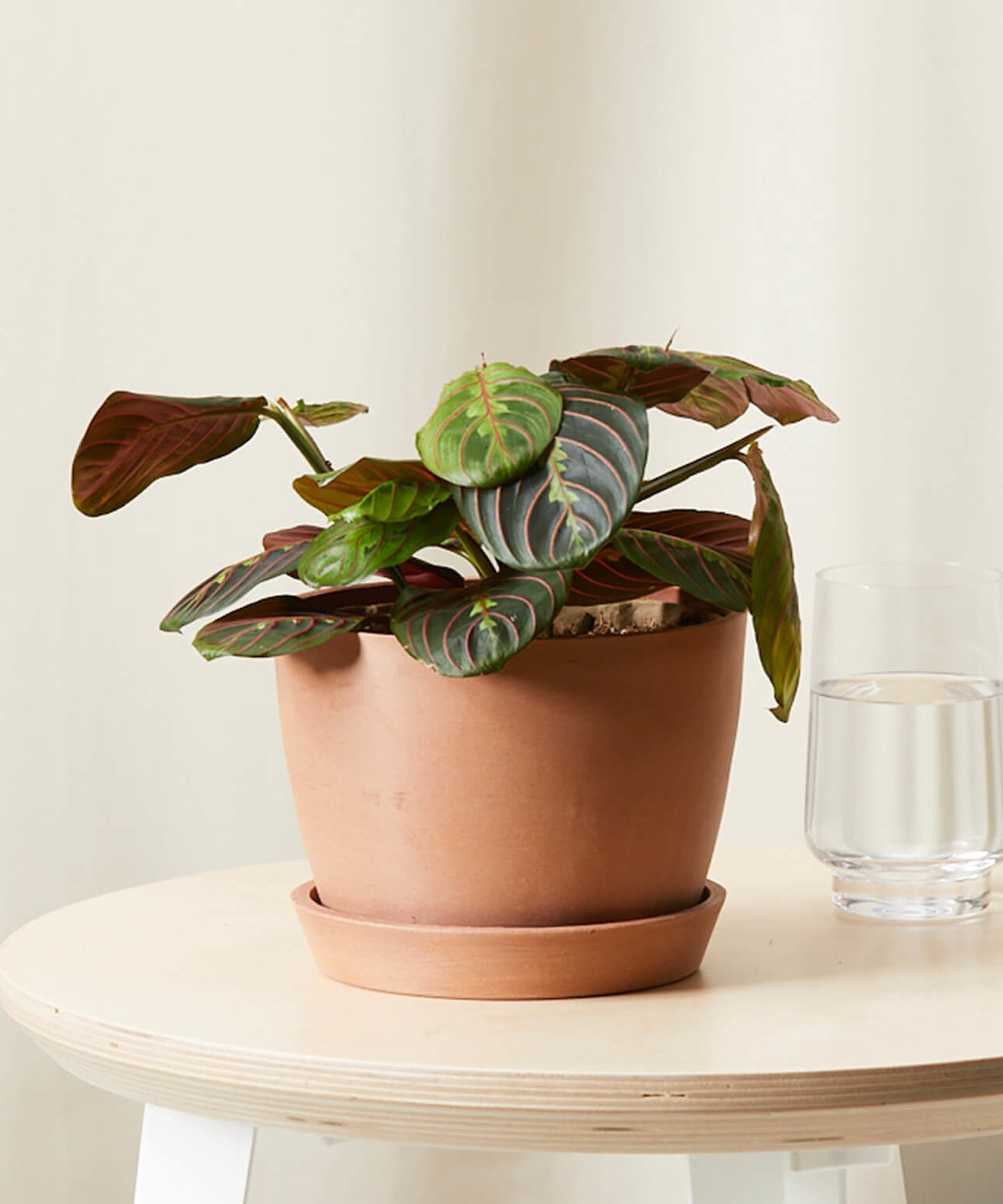 Red Prayer Plant, Clay Pot - Image 1