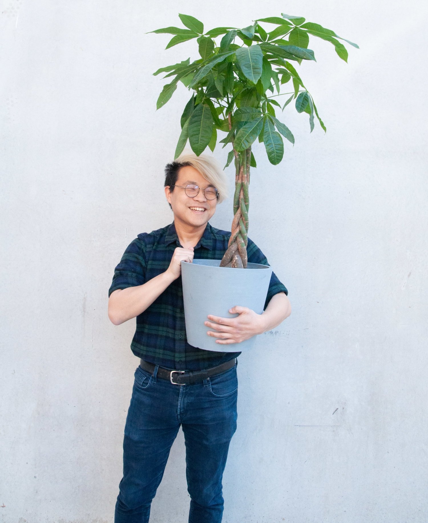 Money tree - Indigo - Image 2