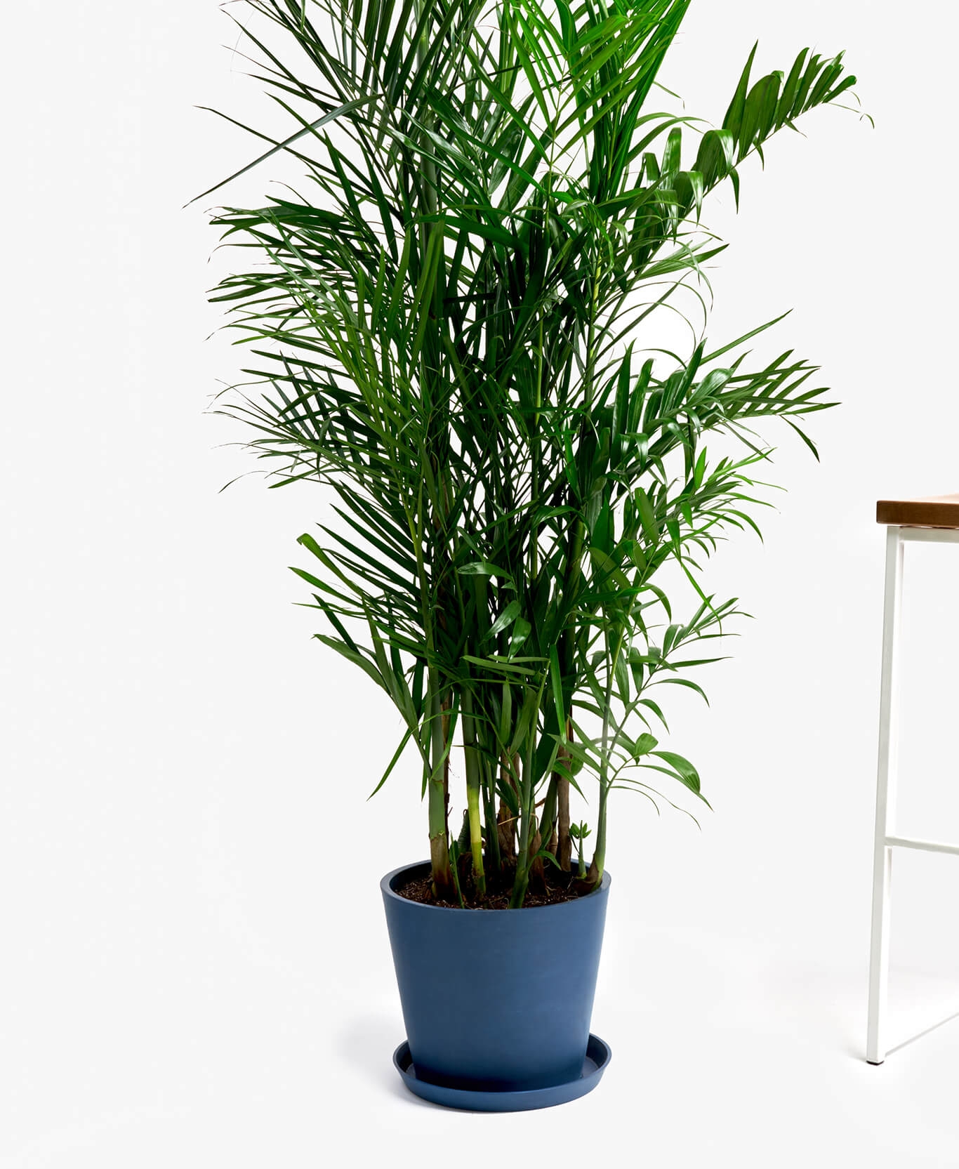 Bamboo Palm, Indigo Pot - Image 0