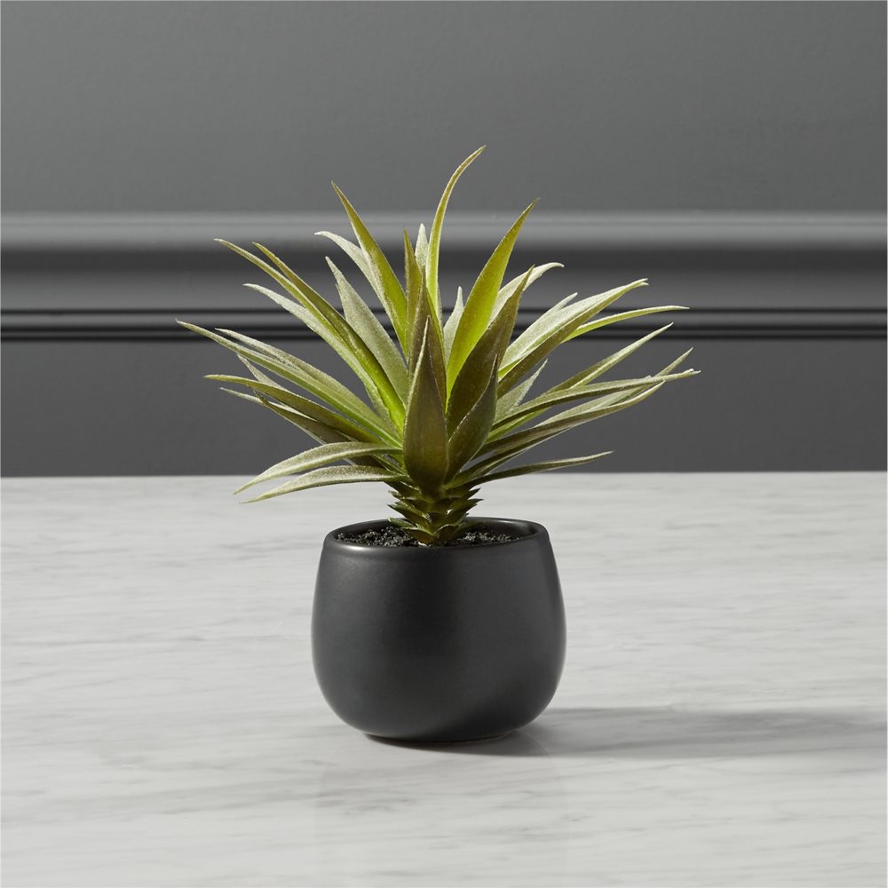 potted succulent with black pot - Image 0