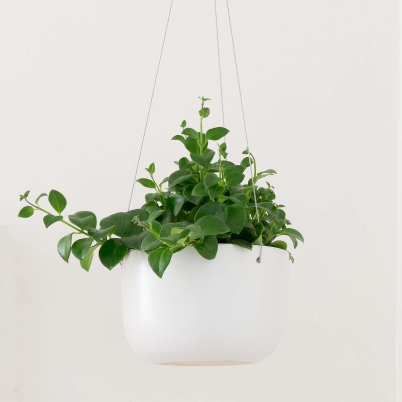 Hanging Planter - Image 0