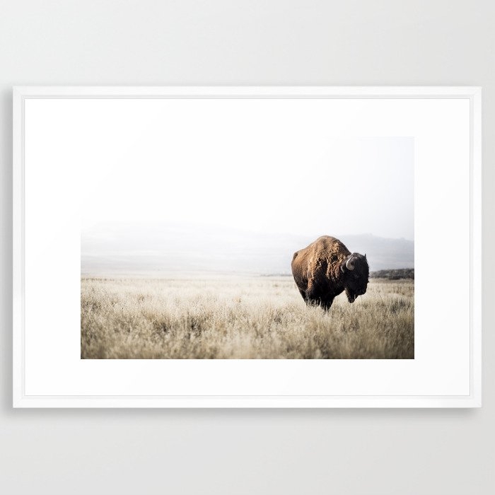 Bison stance Framed Art Print - Image 0