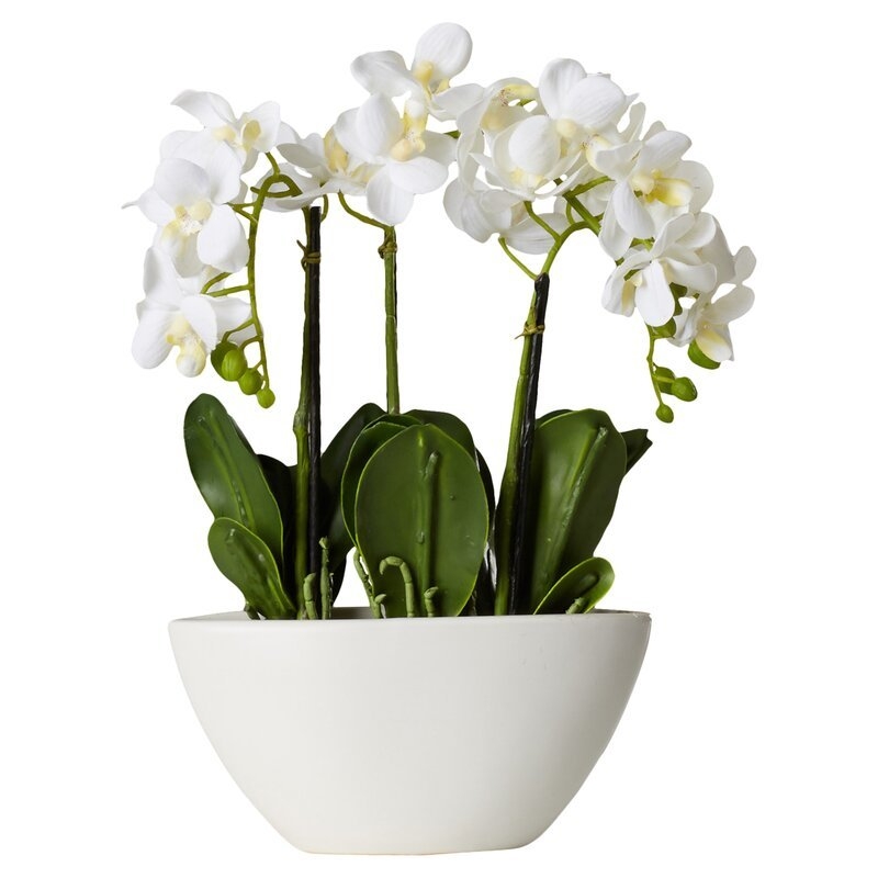 Phalaenopsis Orchid Centerpieces in Ceramic Pot - Image 0