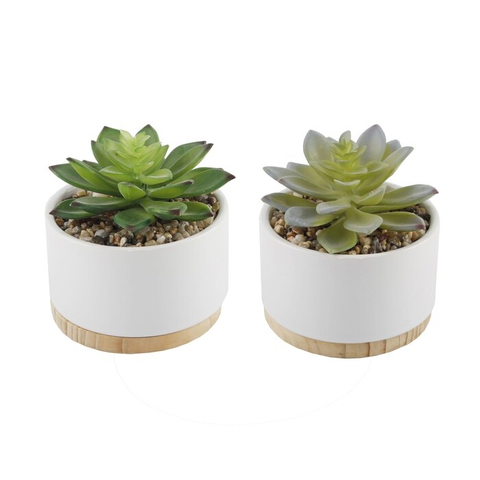 2 Piece Artificial Agave Succulent Plant in Pot Set (Set of 2) - Image 0