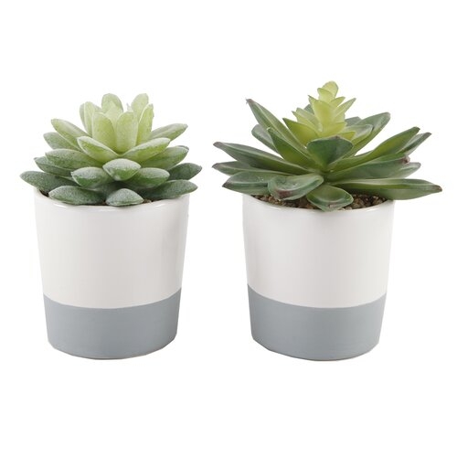 2 Piece Succulent Plant Set - Gray/White - Image 0