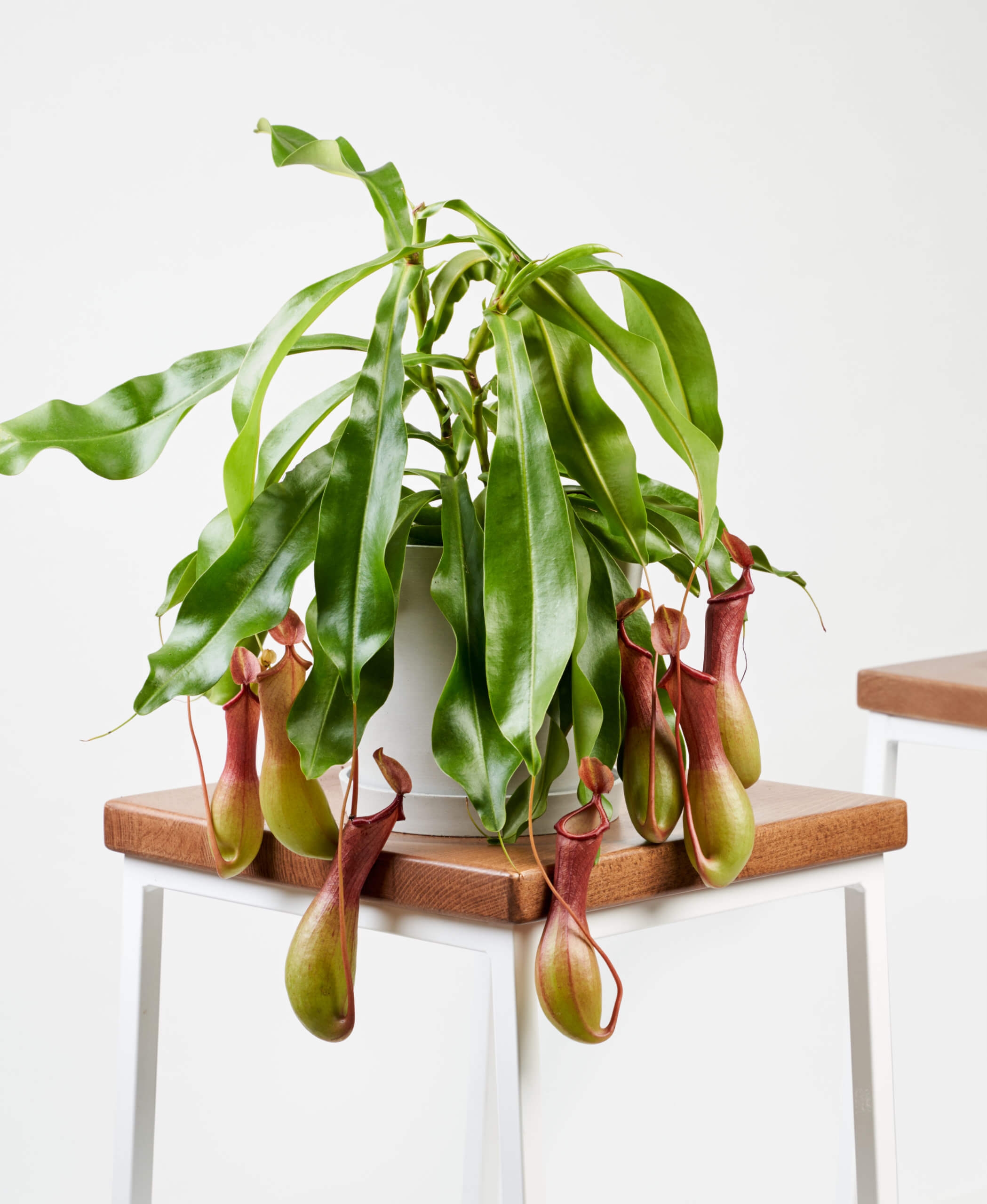 Nepenthes Pitcher Plant - Stone - Image 0