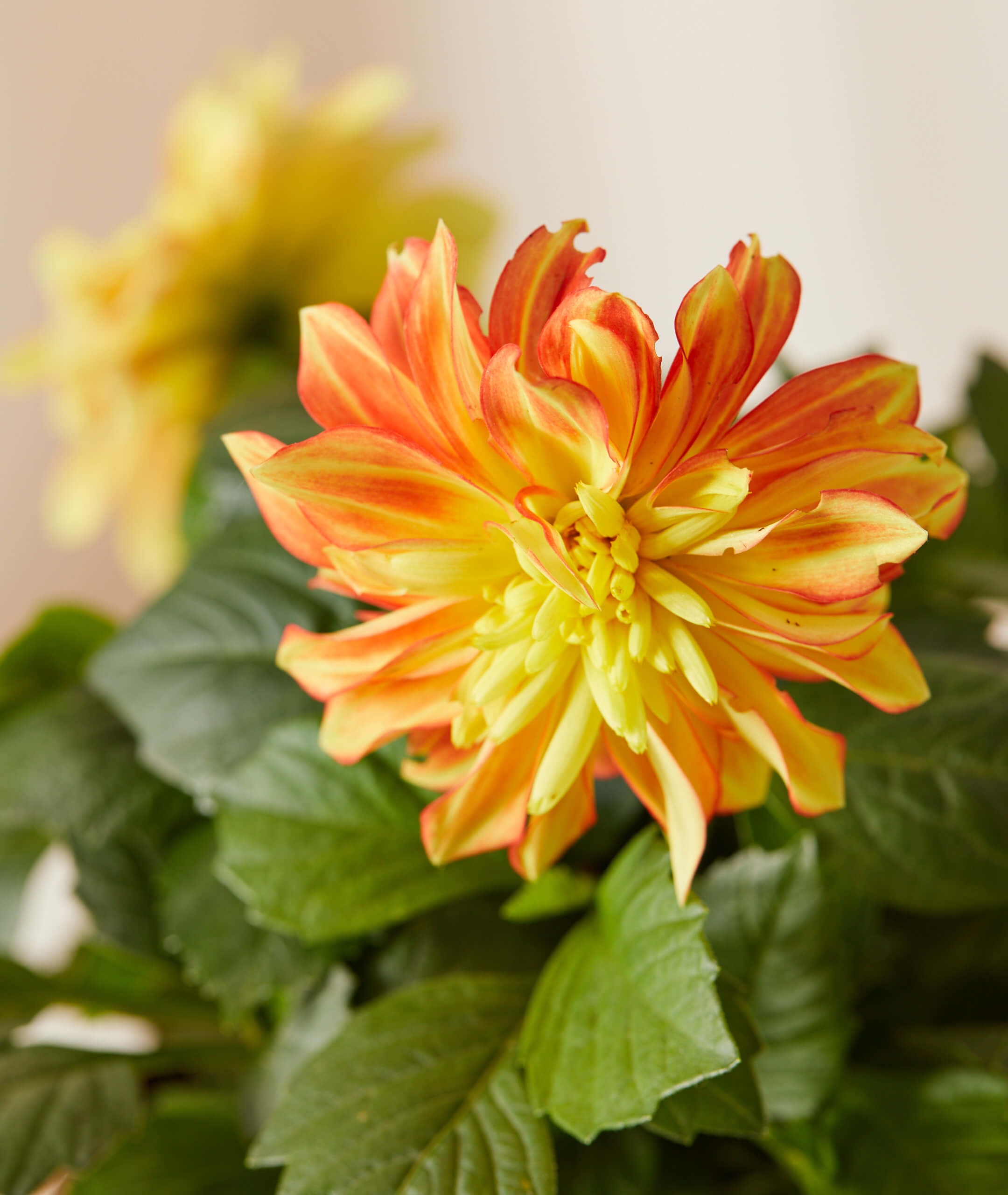 Red and Yellow Dahlia Potted Bloom Kit -  1 Kit Single Clay - Image 1