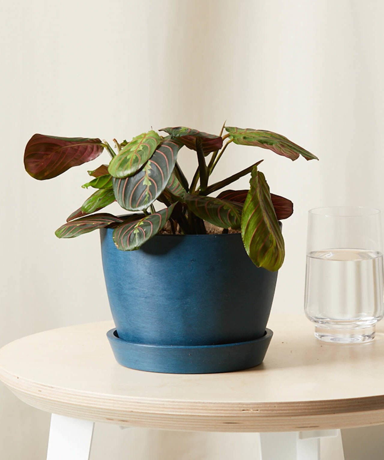 Red Prayer Plant, Indigo Pot - Image 1