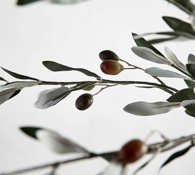 Olive Branch - Image 4