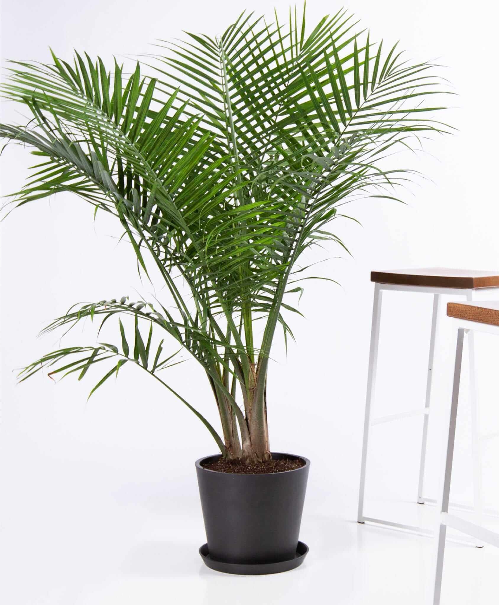 Majesty palm - Charcoal - Image 0