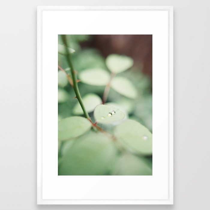 Modern Minimalist Nature Photography Close Up Of Water Drop on Leaf Natural Organic Shapes Art Print Framed Art Print 26" x 38" - Image 0