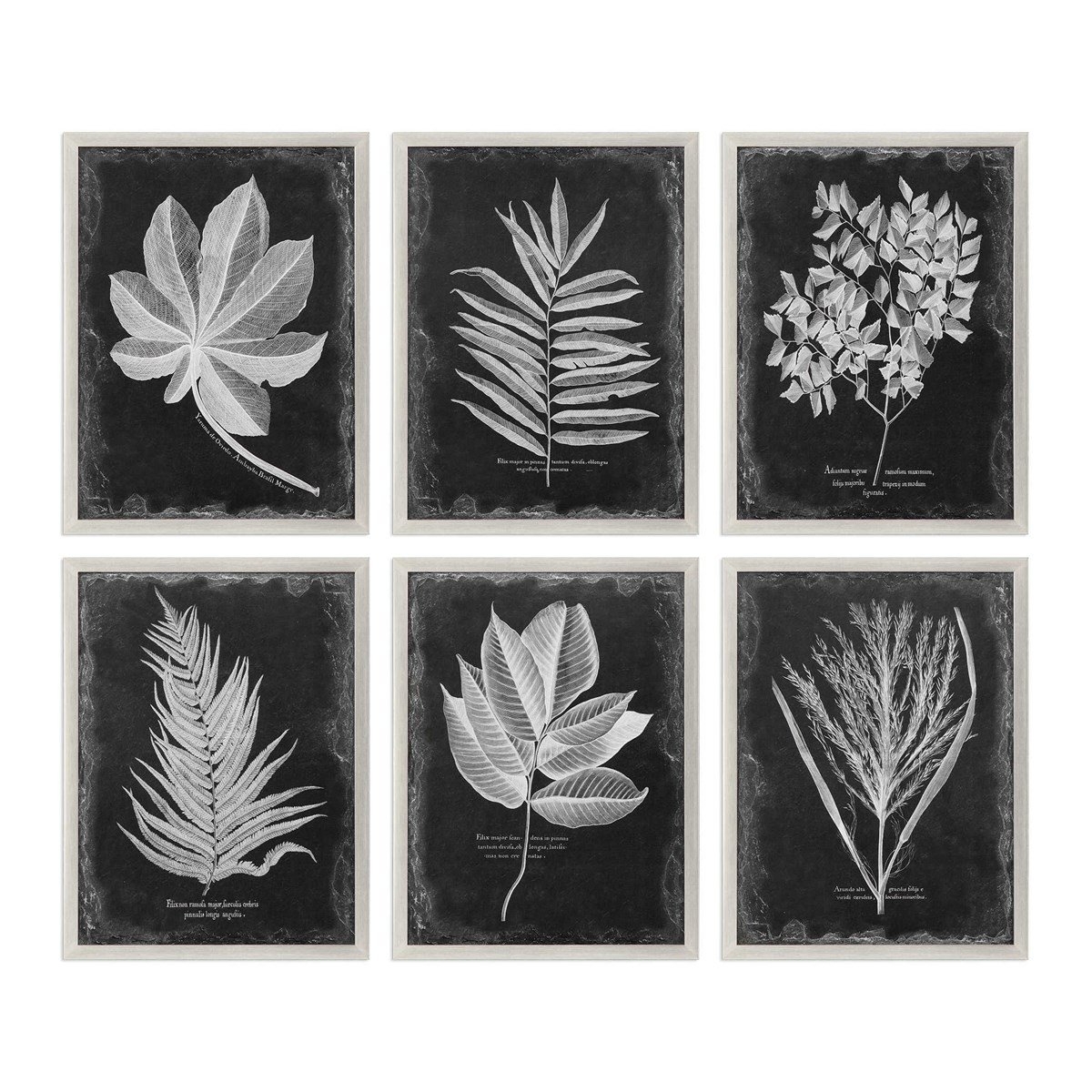 Foliage framed Prints, Set of 6 - Image 0
