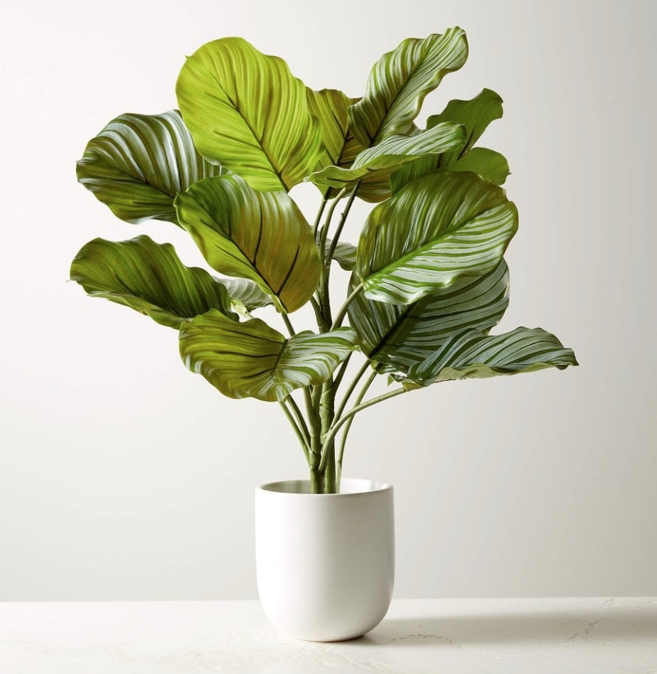 Faux Potted Watermelon Peperomia Plant 24" - Image 0