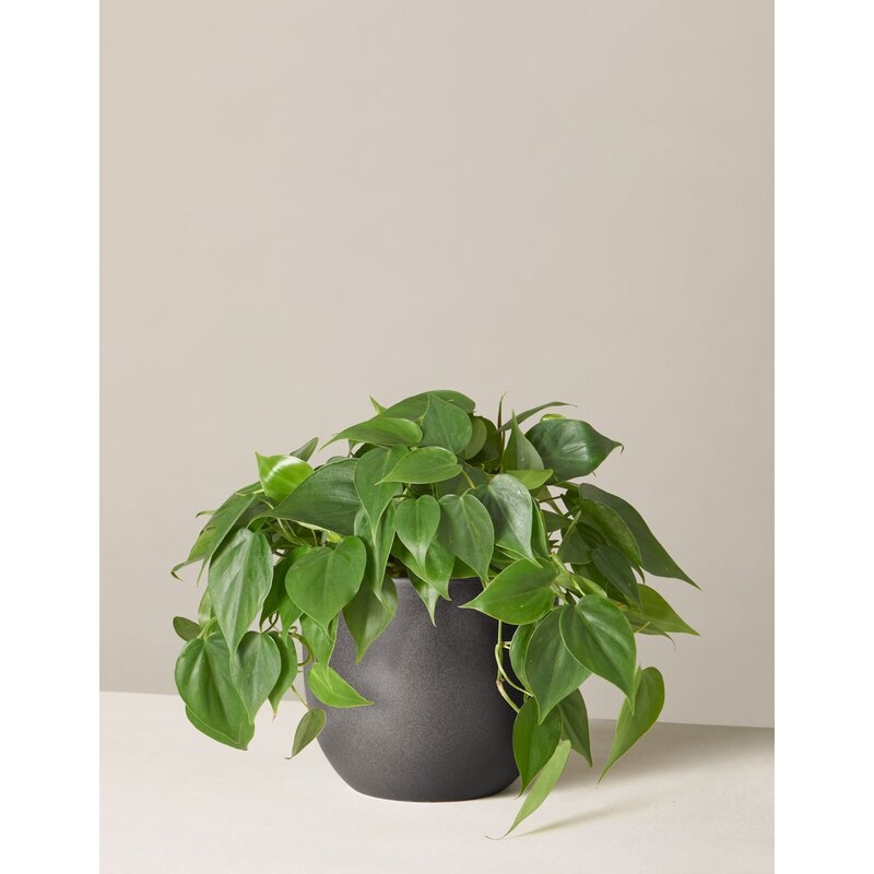 Live Philodendron Plant in Pot - Image 0