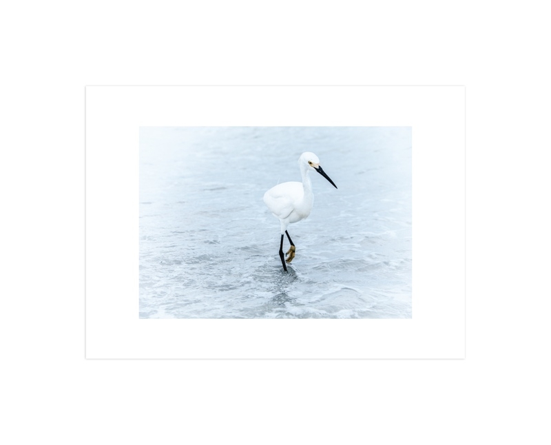 Strutting Bird on the Beach - Image 0