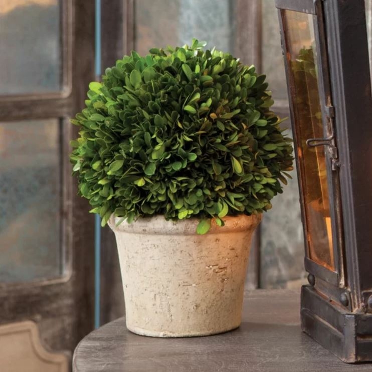 Preserved Greens Ball Boxwood Topiary in Pot - Image 0