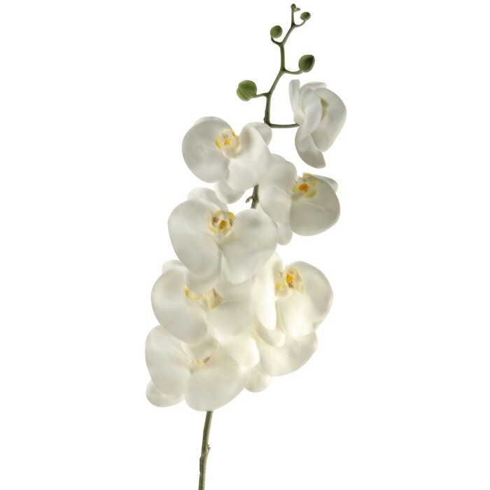Phael Orchid Stem (Set of 3) - Image 0