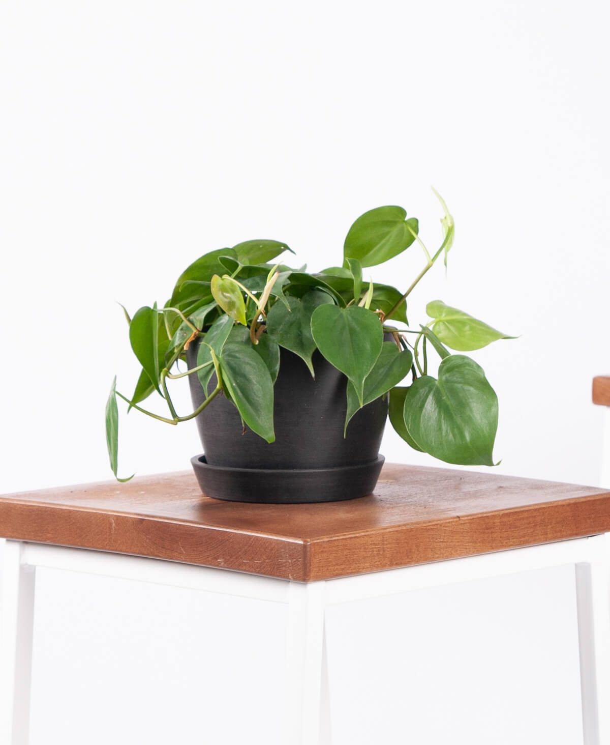 Philodendron Heartleaf, Charcoal Pot - Image 1