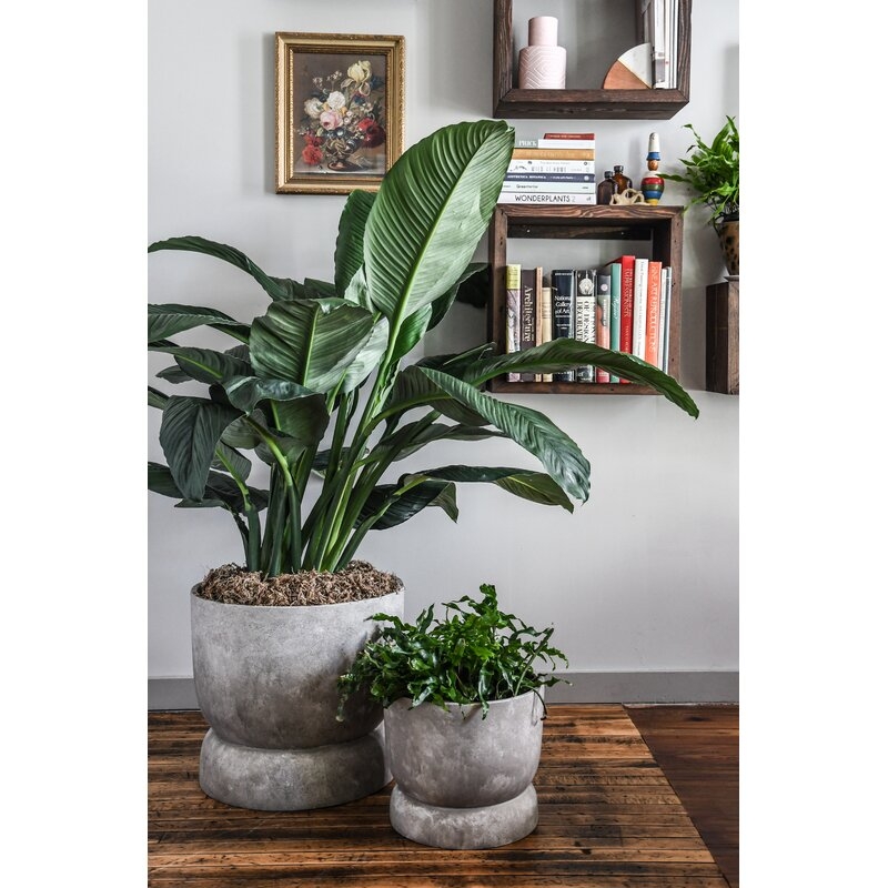 The Rona Planter by Hilton Carter - Image 1