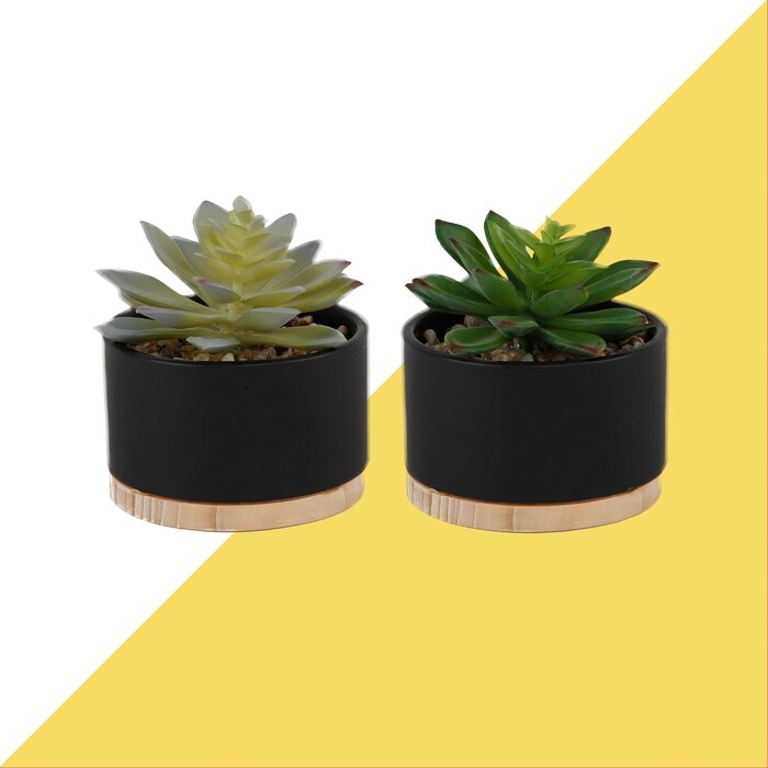 2 Piece Agave Succulent Plant in Pot Set (Set of 2) - Image 0