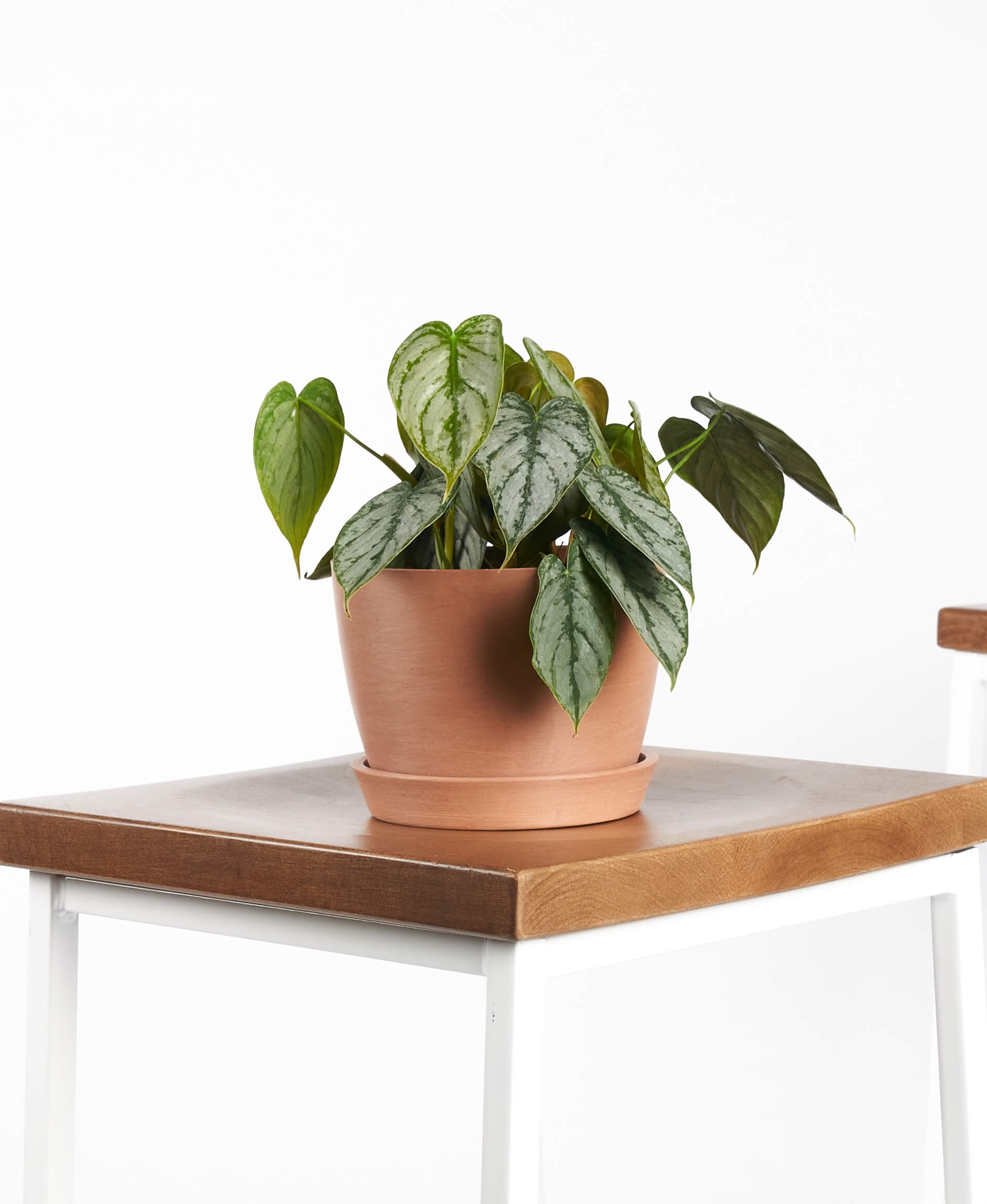 philodendron brandi - Image 0