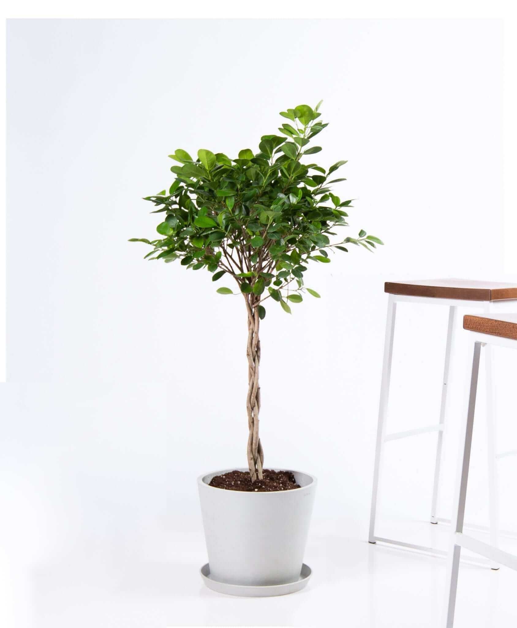 Ficus danielle - Stone - Image 0