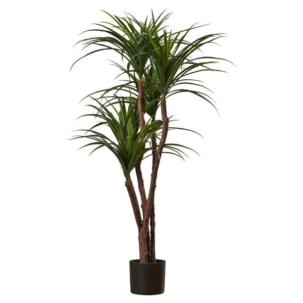 Tropical Yucca Tree in Pot - Image 2