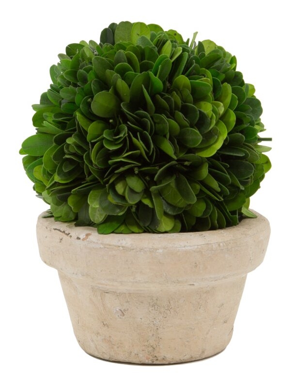 Boxwood Ball Topiary in Pot - Image 0