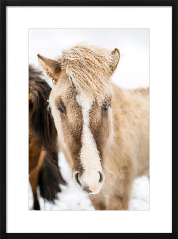ICELANDIC HORSE - Image 0