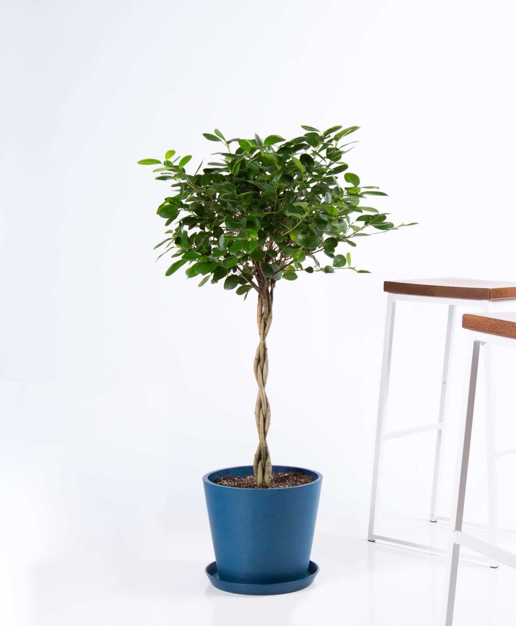 Ficus danielle - Indigo - Image 0