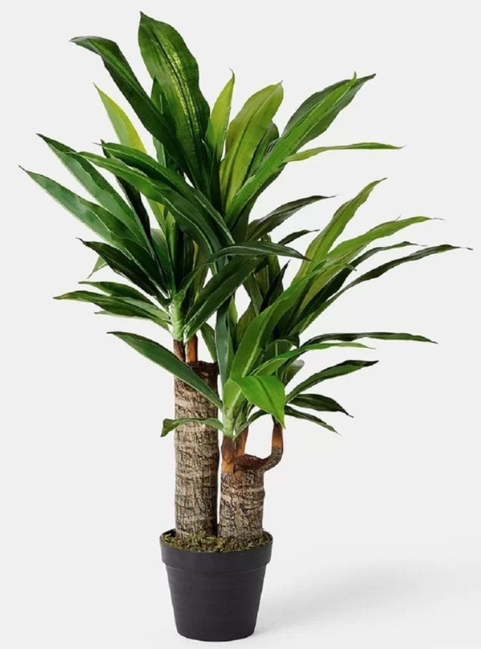 Dracaena Plant in Pot - Image 0