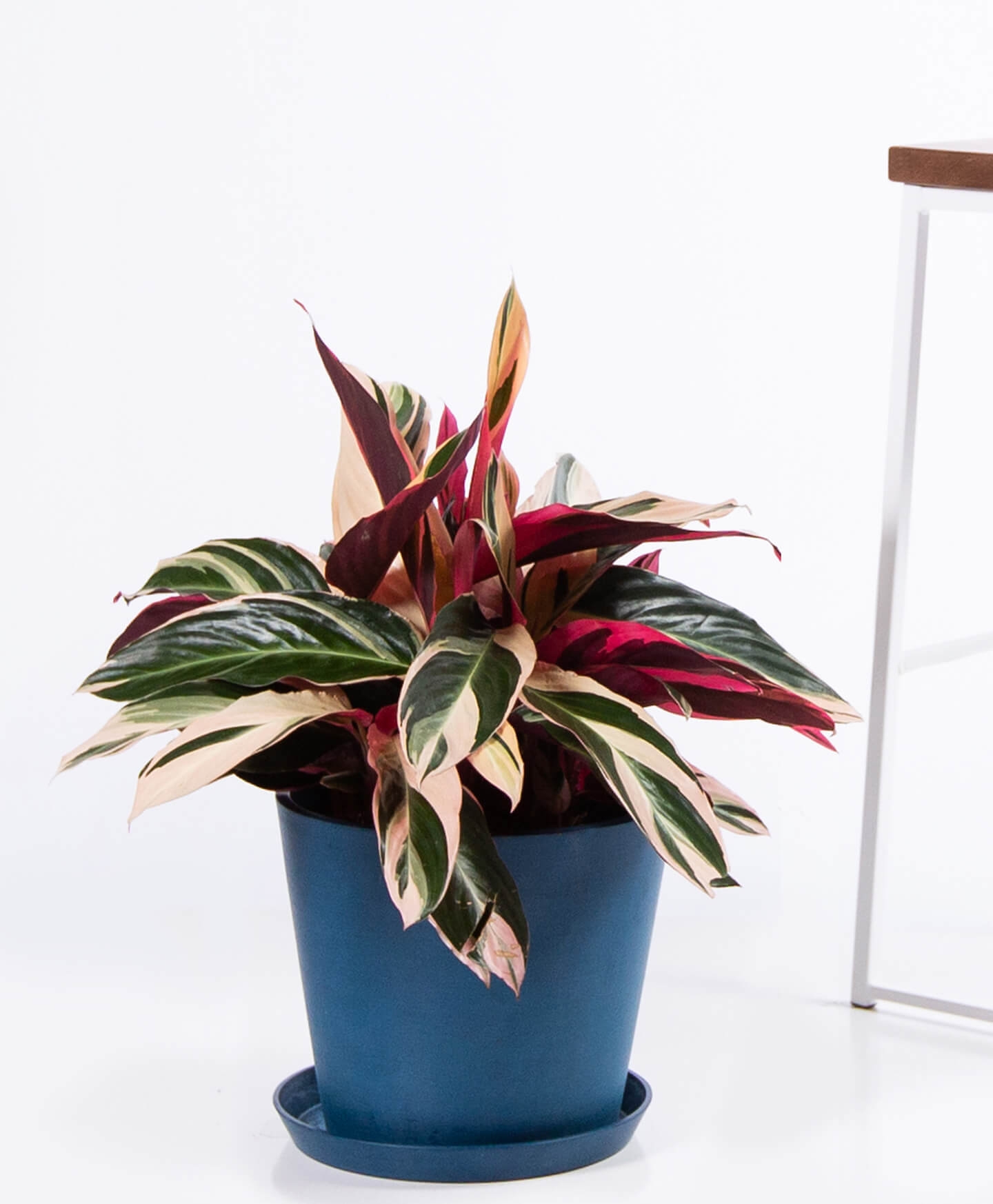 Stromanthe triostar - Indigo - Image 0