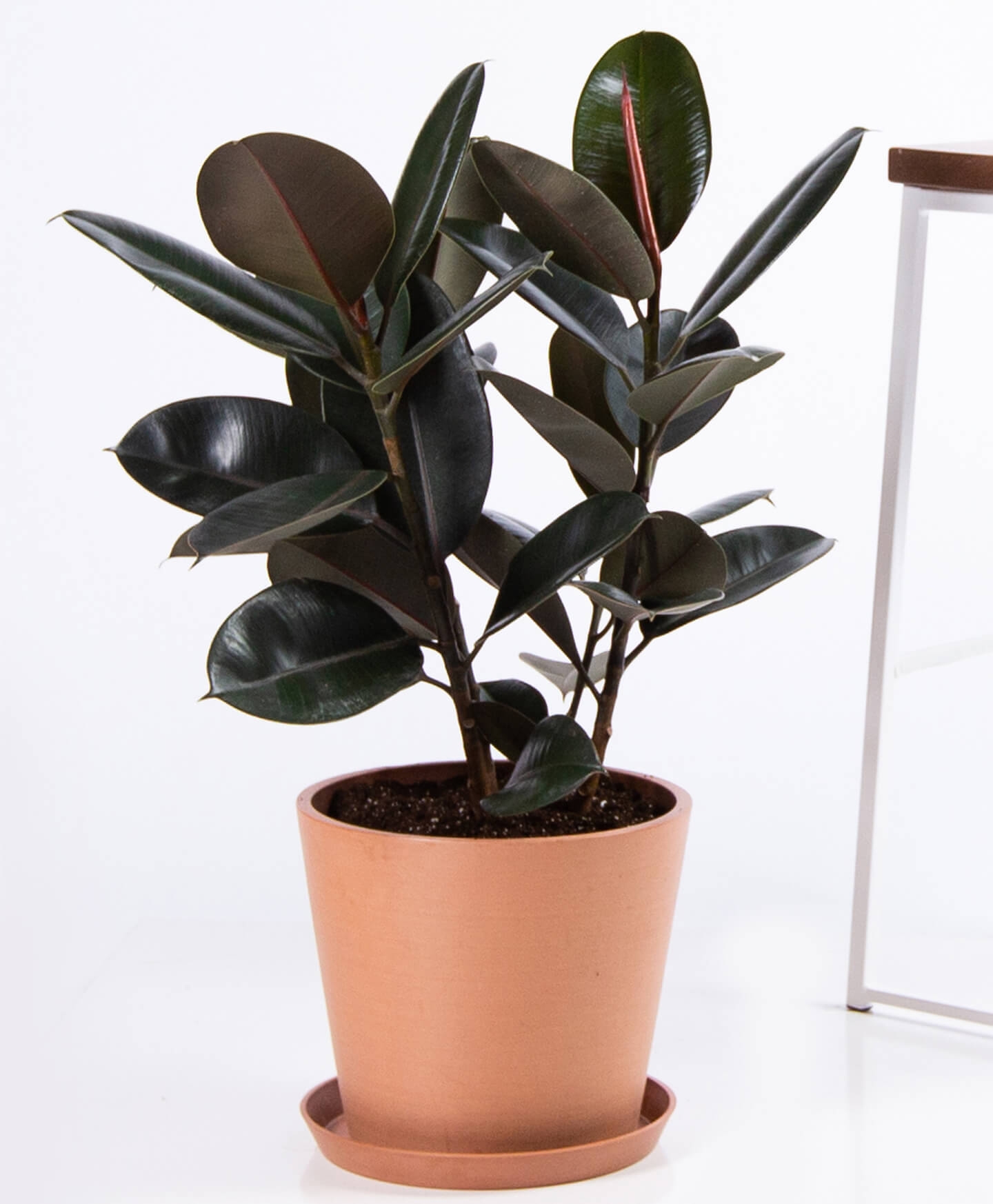 Burgundy rubber tree - Clay - Image 0