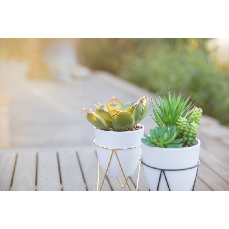 Desktop Succulent Plant in Pot - Image 0