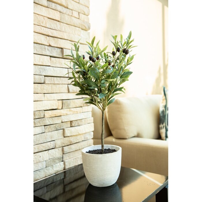 28" Olive Tree In 7.25" Cement Pot,Gray - Image 1
