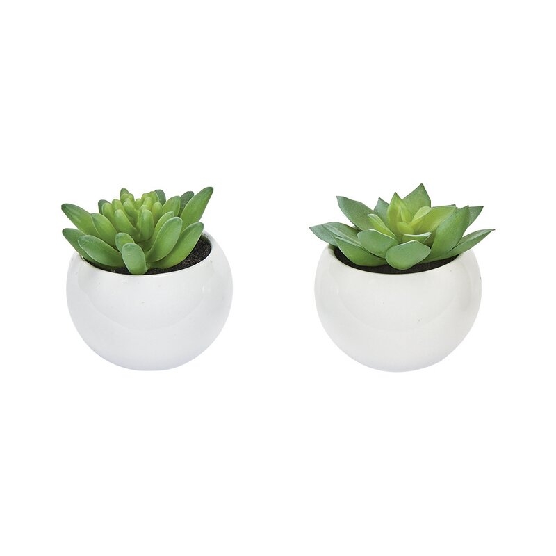 Succulent Desktop Plant in Pot - Image 0