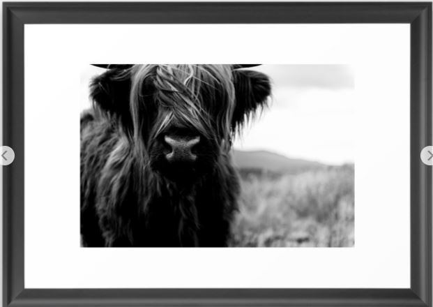 Scottish Highland Cattle Baby - Black and White Animal Photography Framed Art Print - Image 0