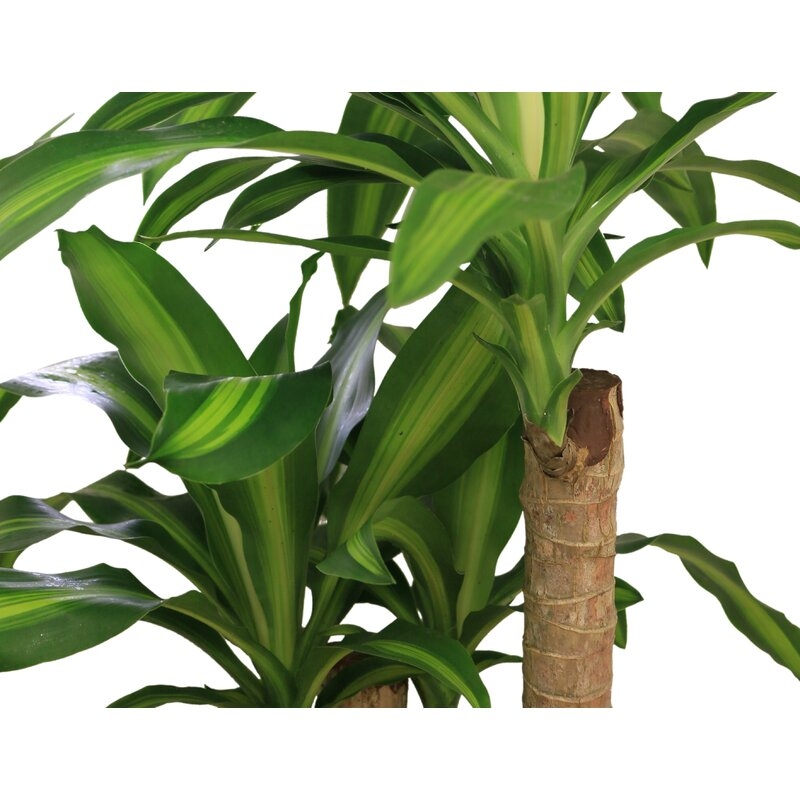 Dracaena Plant in Basket - Image 1
