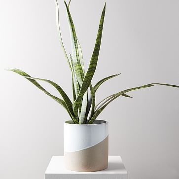 Faux Botanicals, Potted Snake Plant (planter not included) - Image 1