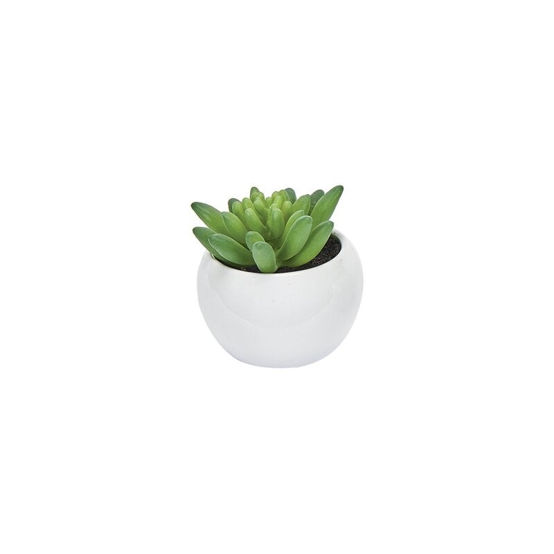 Desktop Succulent Plant in Ceramic Pot - Image 0
